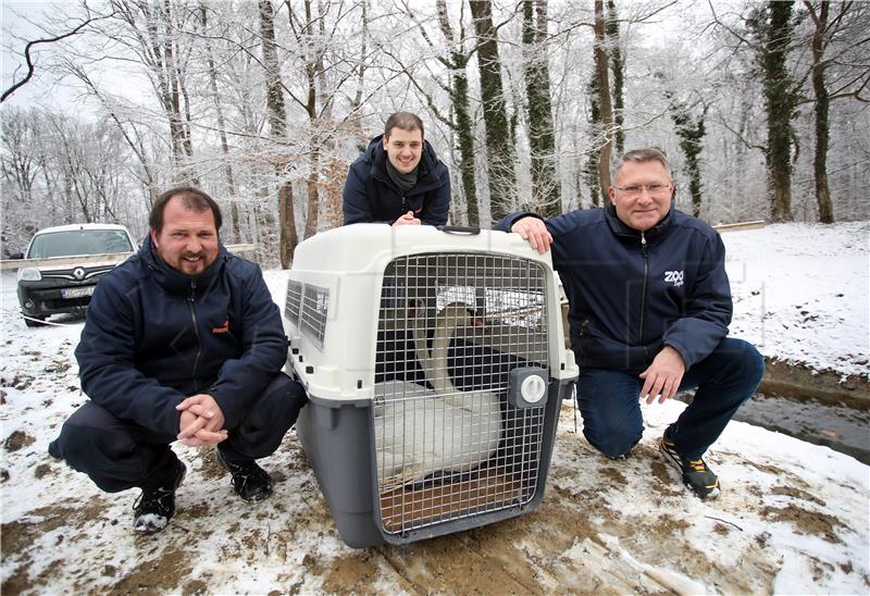 Par crvenokljunih labodova pušten na Drugom maksimirskom jezeru