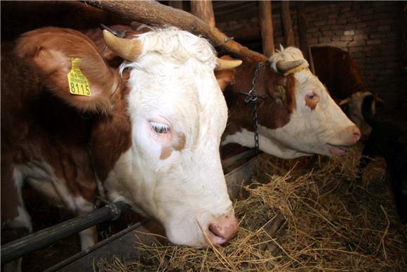 Croatian baby beef exporters given access to Japanese market