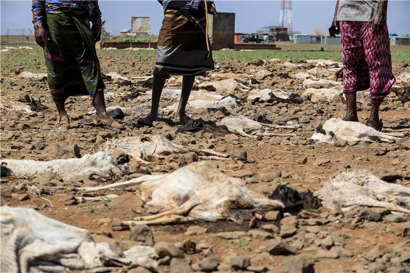 KENYA PHOTO SET MARSABIT CLIMATE CHANGE LIVESTOCK DEATHS