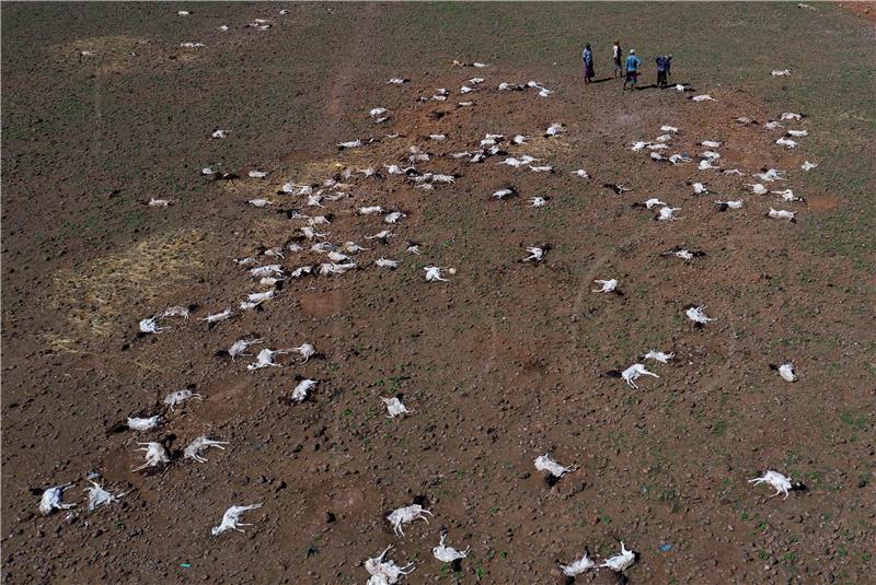 KENYA PHOTO SET MARSABIT CLIMATE CHANGE LIVESTOCK DEATHS