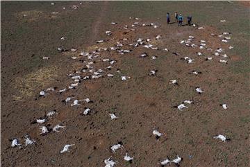 KENYA PHOTO SET MARSABIT CLIMATE CHANGE LIVESTOCK DEATHS