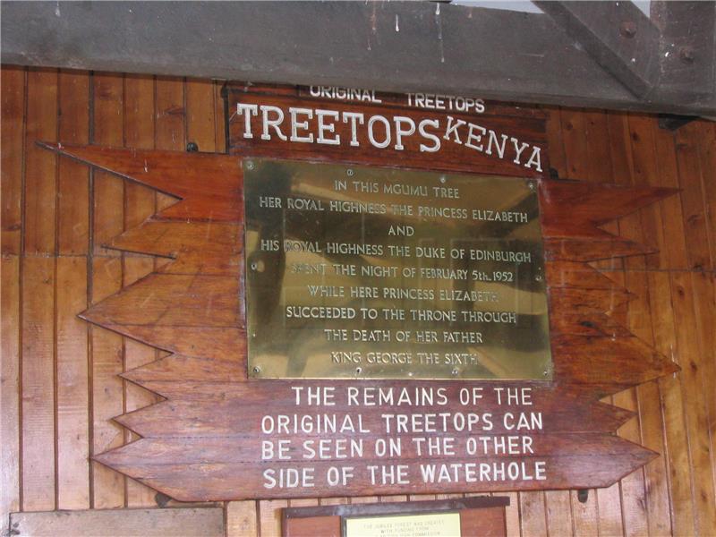 treetops