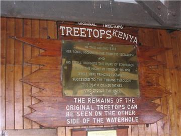 treetops