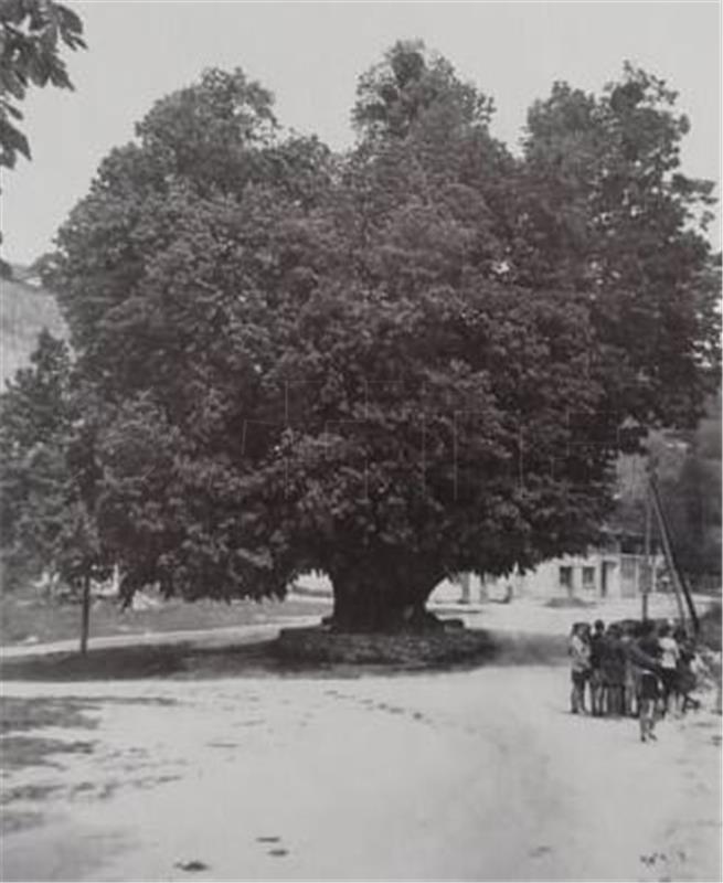 780-year-old large-leaved linden tree included in gene pool conservation project