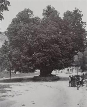 780-year-old large-leaved linden tree included in gene pool conservation project