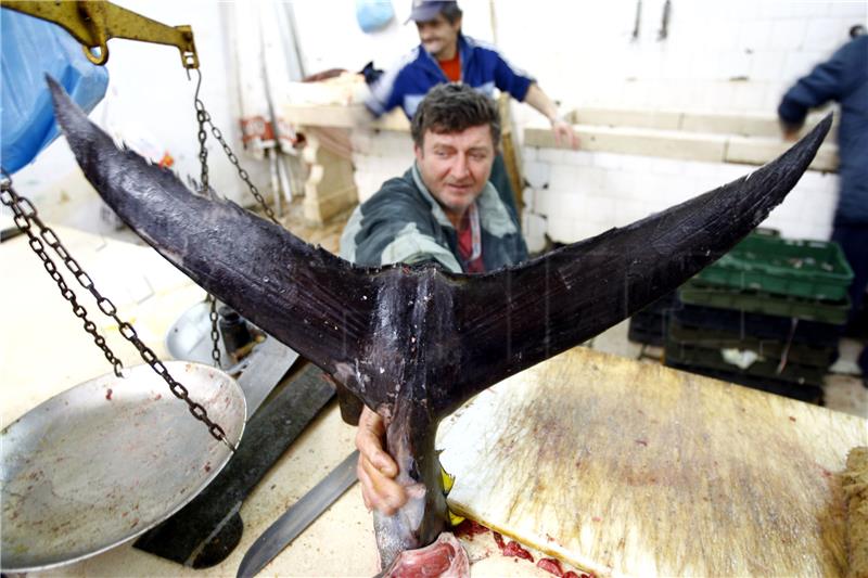 EU želi bolje evidentiranje uzgojenih i ulovljenih plavoperajnih tuna