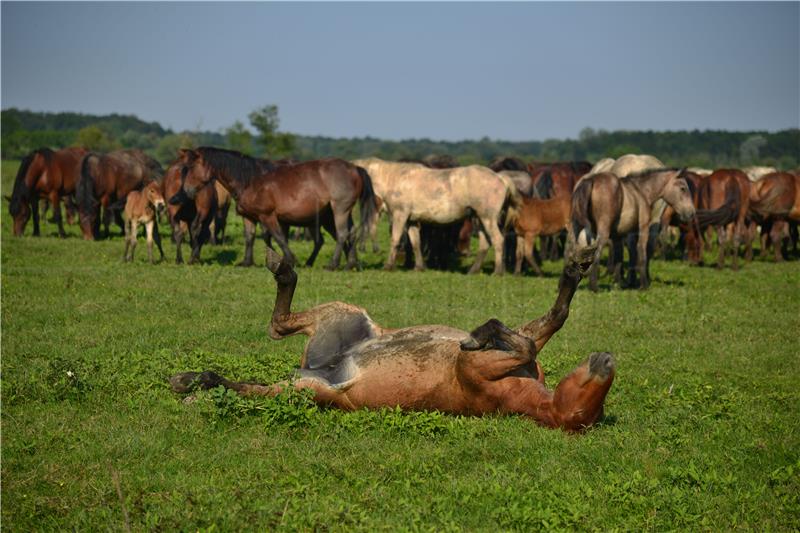 Park prirode Lonjsko polje počinje s vikend programom