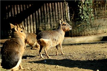 Divlja mačka, dabar i šest mara stigli u zagrebački ZOO iz Njemačke