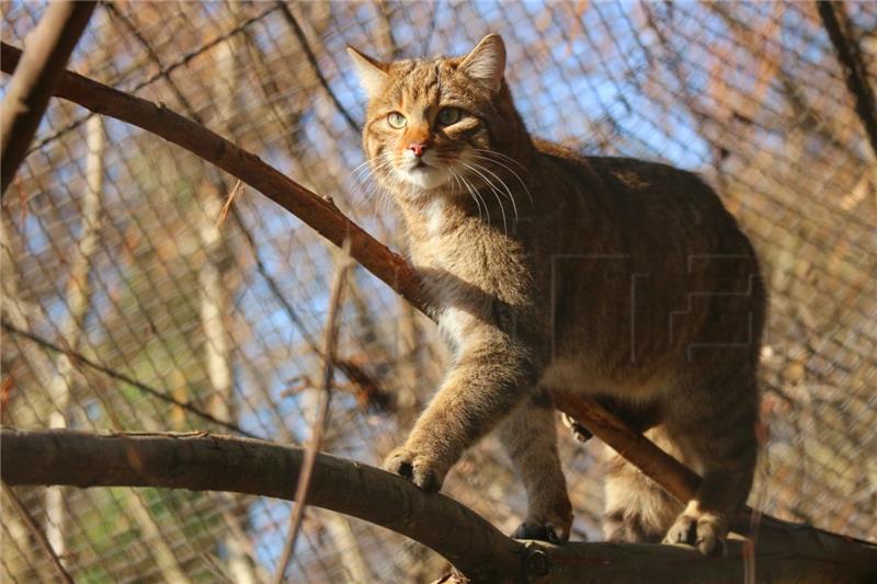 Divlja mačka, dabar i šest mara stigli u zagrebački ZOO iz Njemačke