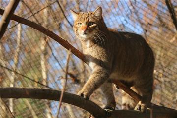 Divlja mačka, dabar i šest mara stigli u zagrebački ZOO iz Njemačke