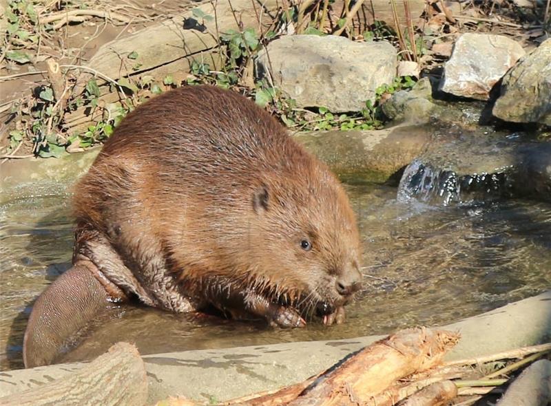 Divlja mačka, dabar i šest mara stigli u zagrebački ZOO iz Njemačke