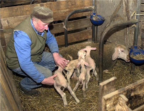 Zadar: Višestrukom kradljivcu janjaca, teladi i raznih predmeta pomagao još jedan