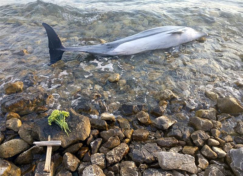 WWF i Biom protiv slučajnog ulova u ribarstvu