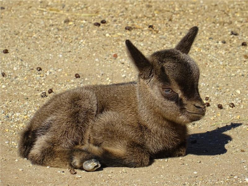 Zagrebački ZOO dobio prinovu - na svijet došla patuljasta koza Elena 