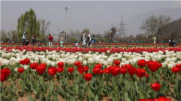 INDIA KASHMIR NATURE