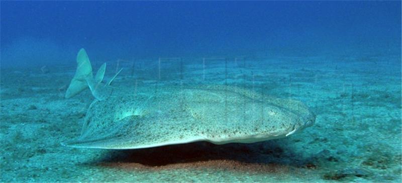 'Extinct' angelshark returns to Adriatic