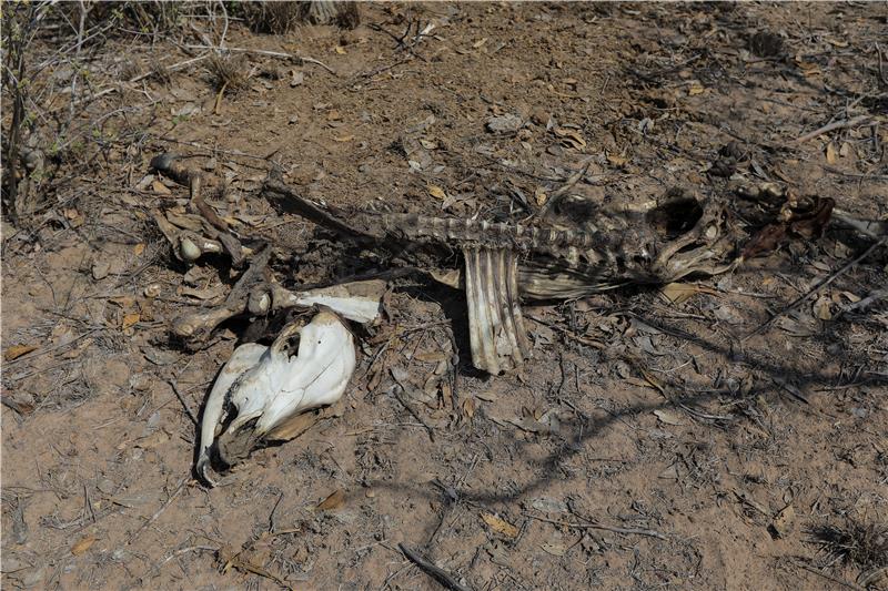 Rizik od gladi u Africi zbog sukoba, klimatskih promjena i cijena hrane