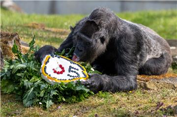 GERMANY ANIMALS GORILLA ZOO BERLIN