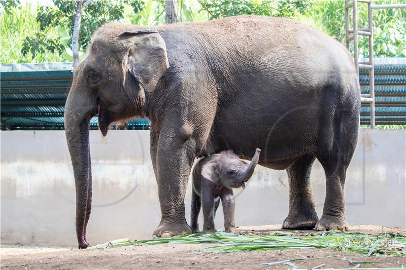 INDONESIA ZOO ANIMALS