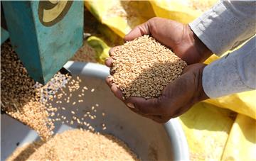 INDIA AGRICULTURE WHEAT PRODUCTION