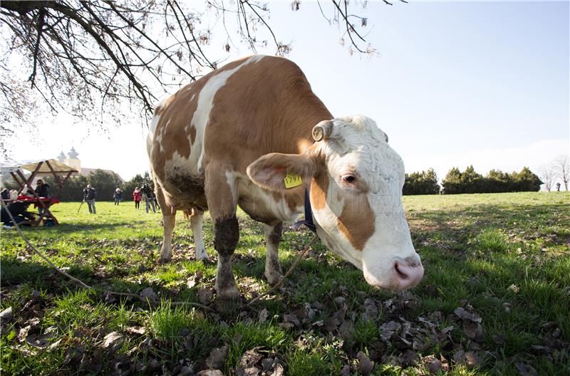 More cattle, fewer dairy cows