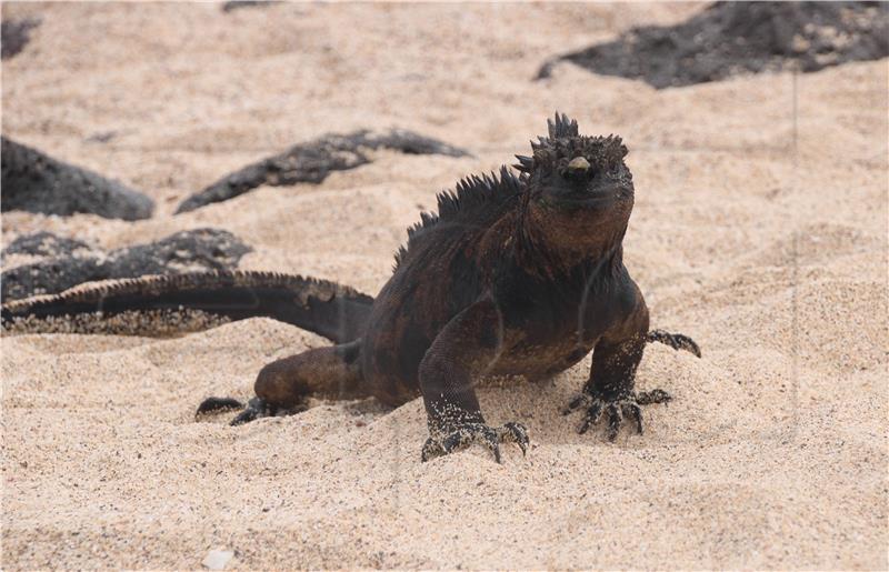 Iguane zbog ekoturizma dobile 'šećer'