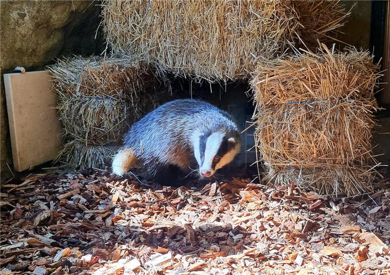 Jazavac Nikola iz Markuševca je slijep, nastanjen je u zagrebačkom ZOO-u