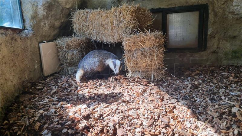 Jazavac Nikola iz Markuševca je slijep, nastanjen je u zagrebačkom ZOO-u