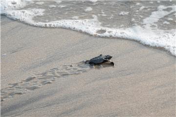 INDONESIA ANIMALS SEA TURTLE