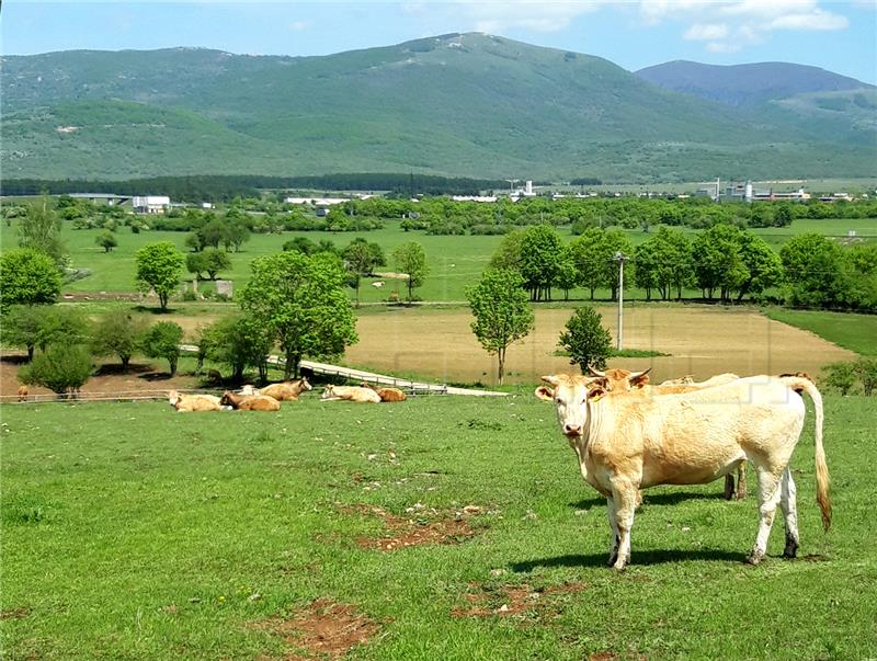 Tvrtka Natura Beef organizator obilaska stočarskih farmi u Lici