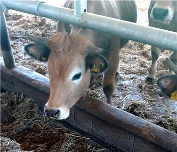 Tvrtka Natura Beef organizator obilaska stočarskih farmi u Lici