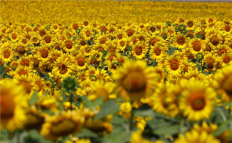 Croatia has potential to boost production of oil from sunflower seeds - consultancy