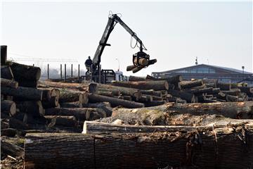 Logging falls and wood prices rise in 2021 in Croatia