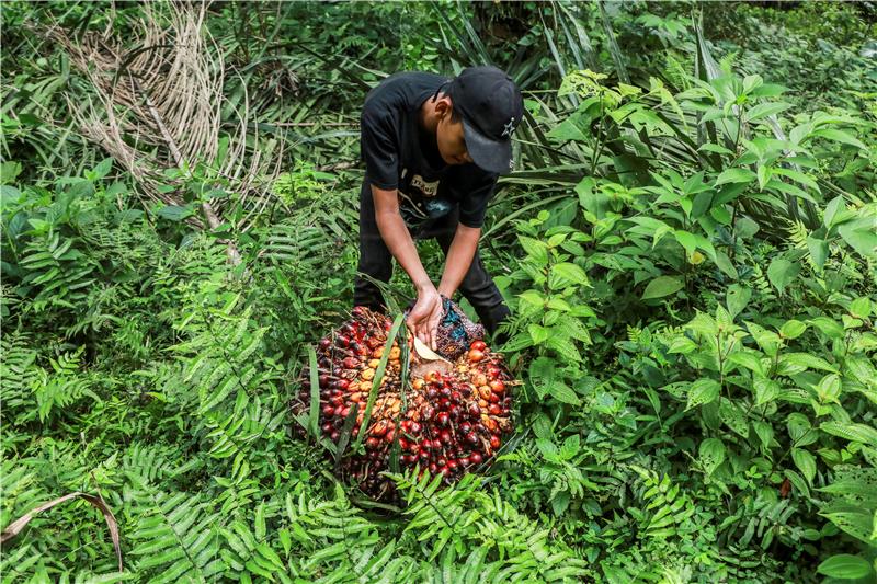 INDONESIA PALM OIL