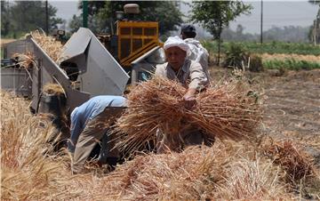 EGYPT AGRICULTURE WHEAT