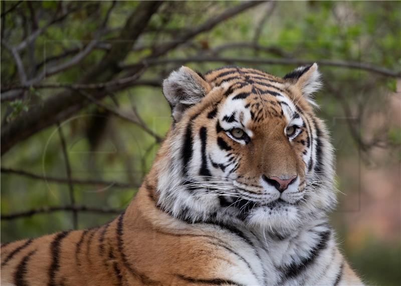 SOUTH AFRICA JOBURG ZOO