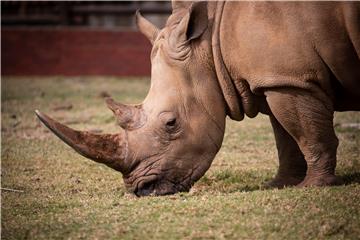 SOUTH AFRICA JOBURG ZOO