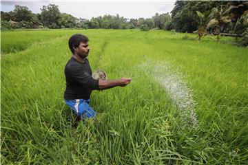 SRI LANKA AGRICULTURE ECONOMIC CRISIS