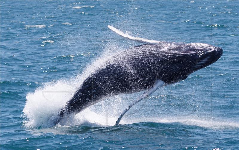 USA HUMPBACK WHALES MASSACHUSETTS