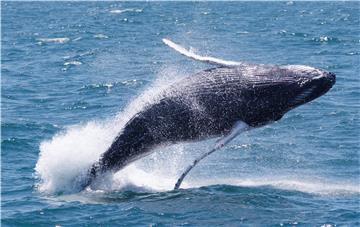 USA HUMPBACK WHALES MASSACHUSETTS