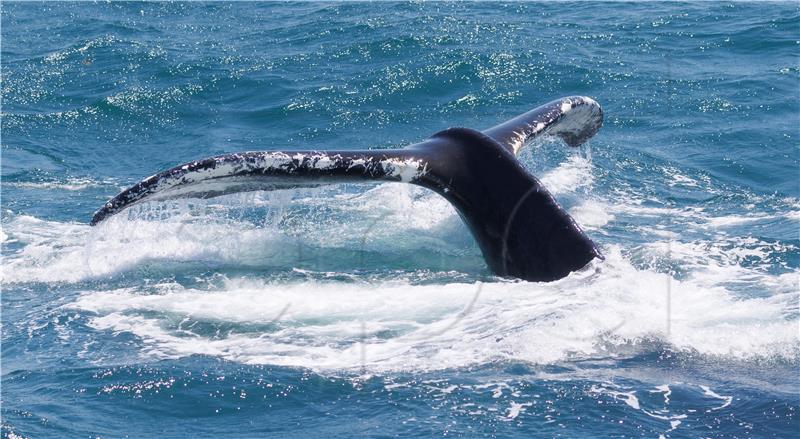 USA HUMPBACK WHALES MASSACHUSETTS