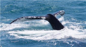 USA HUMPBACK WHALES MASSACHUSETTS