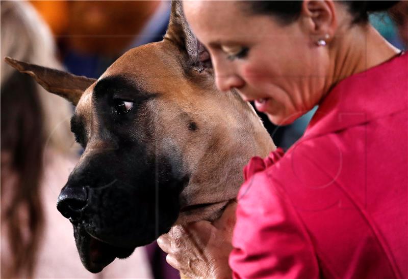 USA NEW YORK WESTMINSTER DOG SHOW