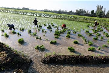 EGYPT AGRICULTURE RICE