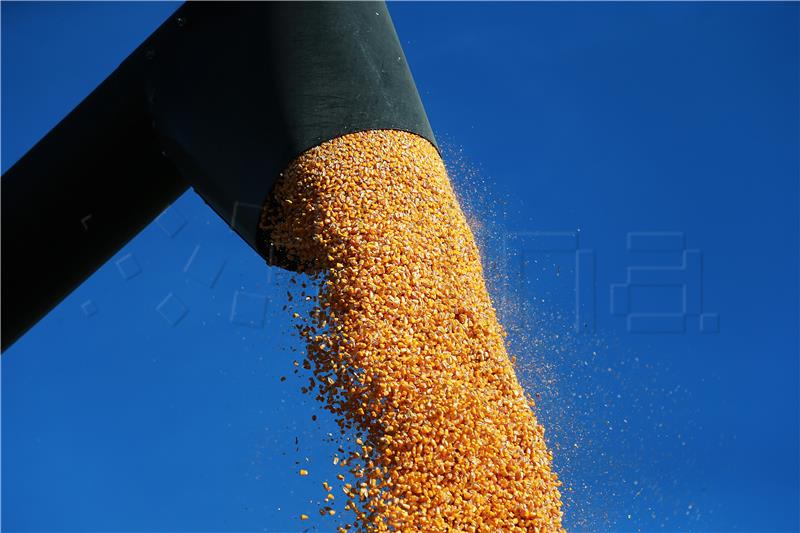 EC okays €1m Croatian scheme to support maize seed producers