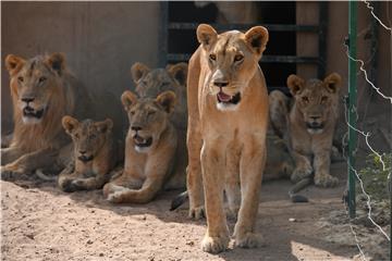 SUDAN PHOTO SET ANIMAL RESCUE CENTER