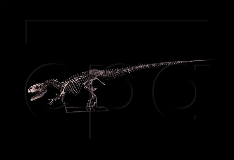 Kostur gorgosaurusa mogao bi na dražbi postići cijenu 8 milijuna dolara