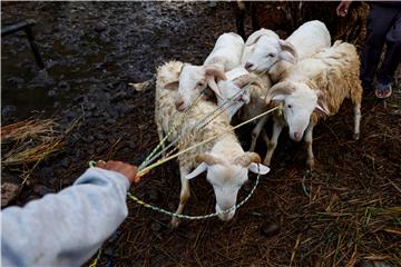 INDONESIA EID AL ADHA ISLAM BELIEF