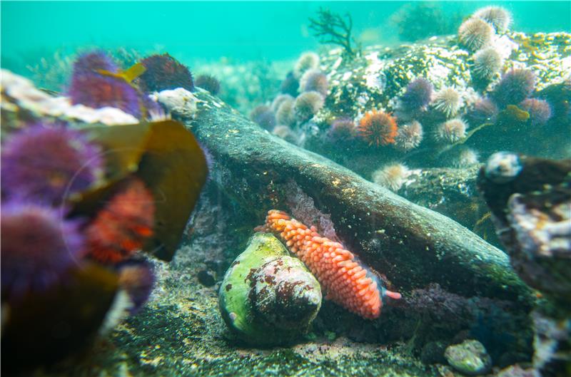 Robotske ribe koje gutaju plastiku čiste oceane