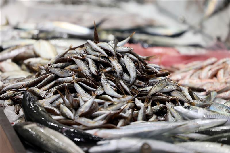 Croatia's 2021 sea fish catch and production down 6.5%, prices up